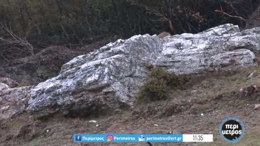 Απολιθωμένο δέντρο 20 εκατομμυρίων ετών στο Σαραντάπορο
